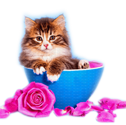CAT IN BOWL - Free PNG