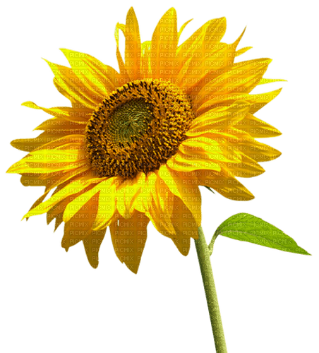 Sunflower.Tournesol.Girasol.Victoriabea - kostenlos png