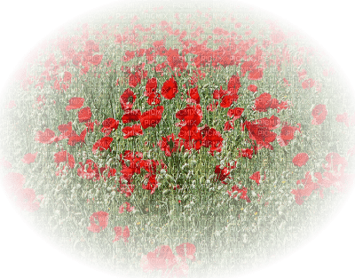 Coquelicot - png grátis