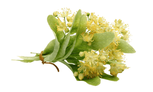 Linden Blossom - ücretsiz png