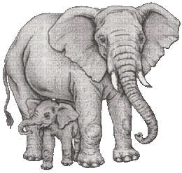Kaz_Creations Elephants Elephant - Animovaný GIF zadarmo