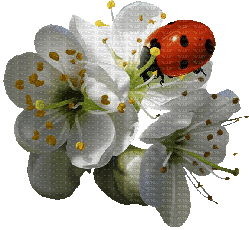Blumen, Flowers, Marienkäfer - Nemokamas animacinis gif