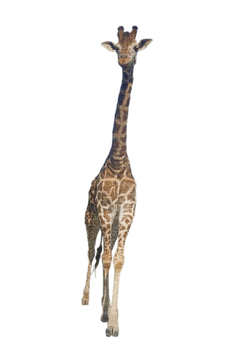 Giraffen - Free PNG
