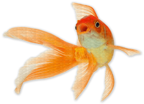 Goldfish - zdarma png
