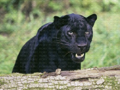 Pantera negra - png grátis