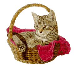 Animated Cat Chat Kitty Kitten in Basket - Free animated GIF