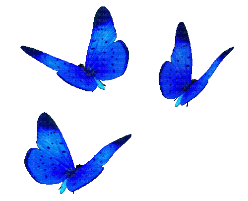Animated.Butterflies.Blue - By KittyKatLuv65 - GIF เคลื่อนไหวฟรี