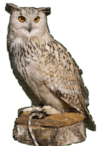 Hibou (owl)