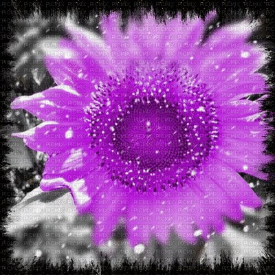 flower - Ilmainen animoitu GIF