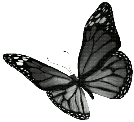 Animated.Butterfly.Black.White - By KittyKatLuv65 - GIF animé gratuit