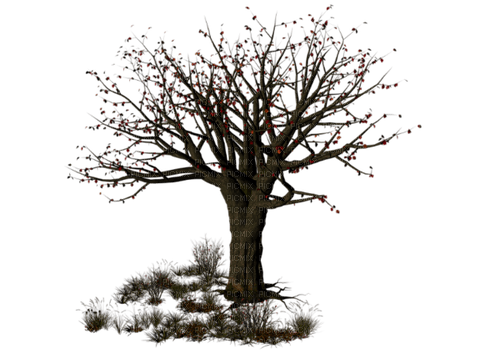 Tree - gratis png