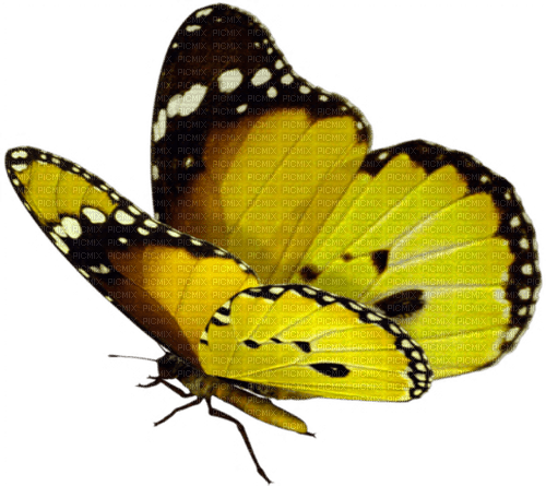 yellow butterfly Bb2 - ingyenes png