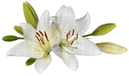 lilies Bb2 - nemokama png