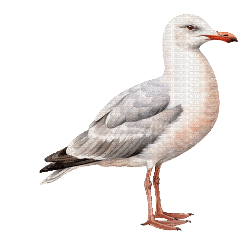 ♡§m3§♡ kawaii coastal Gull seagull animated - GIF animé gratuit