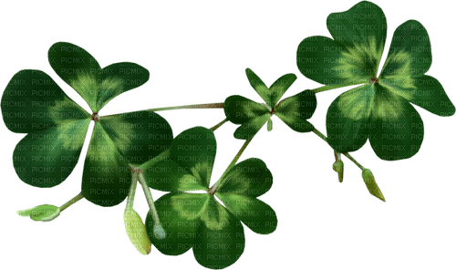 Clovers - δωρεάν png