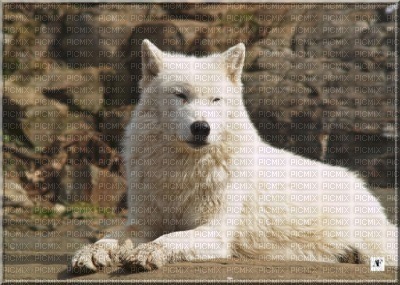 loup blanc - png gratis