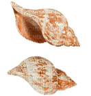 Kaz_Creations Deco Beach Sea Shells - png gratis