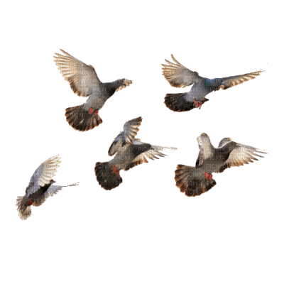 Pigeons Flying - gratis png