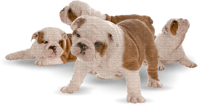 Kaz_Creations Dog Pup Dogs 🐶 - bezmaksas png