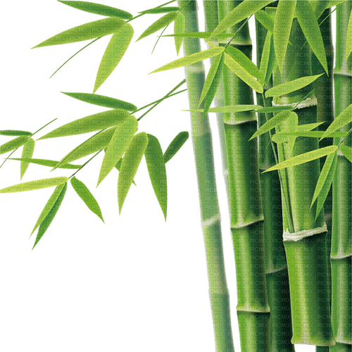 bambus milla1959 - gratis png
