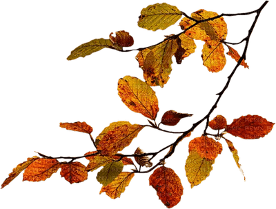 autumn - ingyenes png