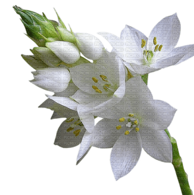fleur blanche.Cheyenne63 - nemokama png