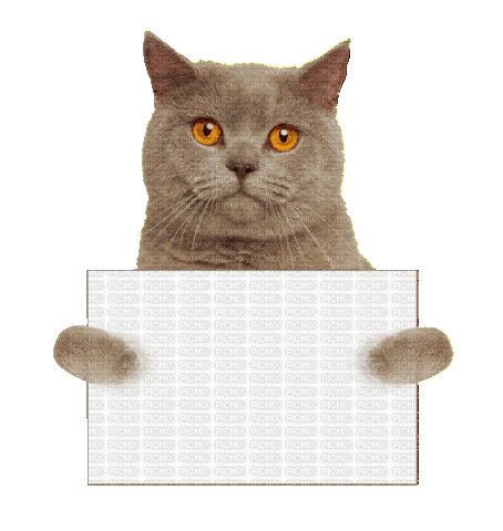 Nina cat - Gratis animeret GIF