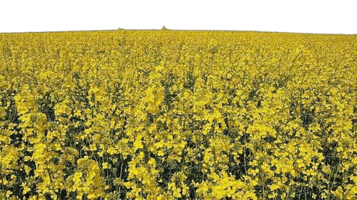 yellow flowers field - nemokama png