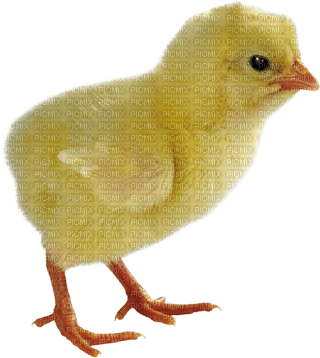 pollo - png grátis