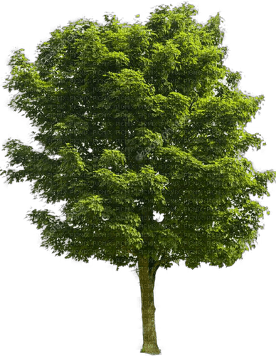 Baum - фрее пнг