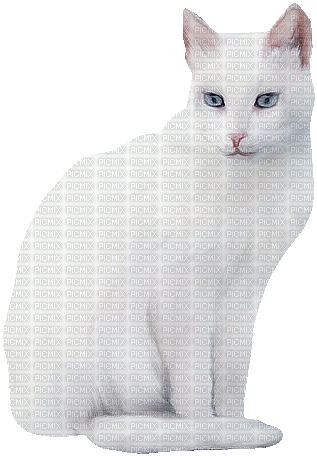 cat schlappi50 - Бесплатни анимирани ГИФ