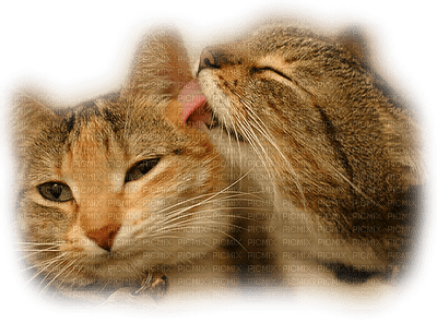 Kaz_Creations Cats Cat Kittens Kitten - ücretsiz png