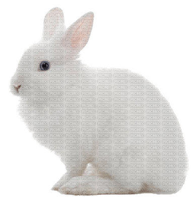 królik - PNG gratuit