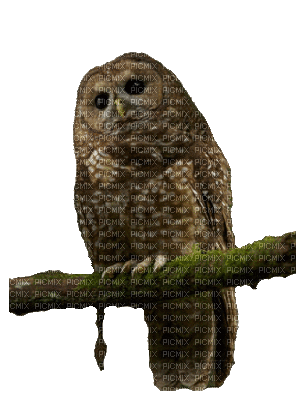 Owls - GIF animado grátis