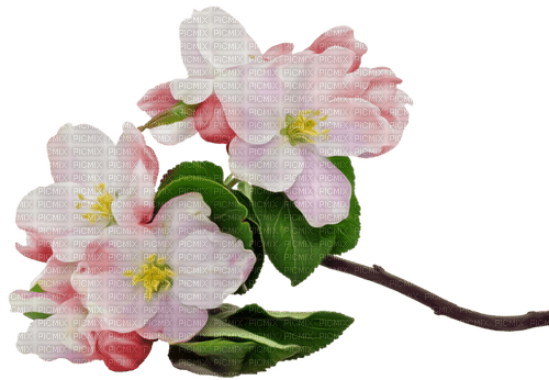 Apple Blossom - Free PNG