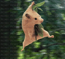 hamster - Безплатен анимиран GIF