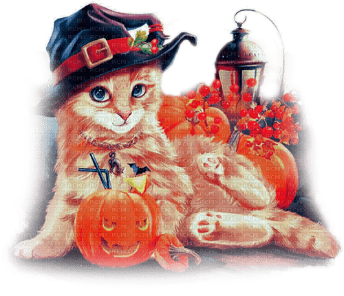 soave cat halloween  witch cat pumpkin - 無料png
