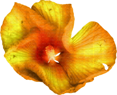 fleur orange.Cheyenne63 - 無料png