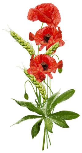 Fleurs - png grátis