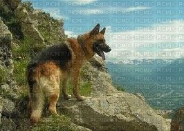 tube animaux chien - gratis png