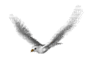 gull katrin - Безплатен анимиран GIF