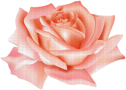 Rose-RM - PNG gratuit