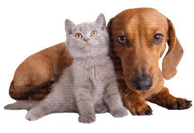 Kaz_Creations Animals Dog Pup Cat Kitten - png ฟรี