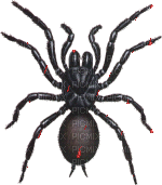 Spiders & Webs - Jitter.Bug.Girl - Animovaný GIF zadarmo