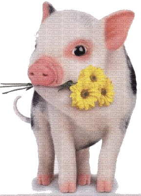 cochon - Gratis animeret GIF