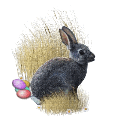 Rabbit, Rabbits, Bunny, Bunnies, Animal, Animals,  Easter - Jitter.Bug.Girl - Zdarma animovaný GIF