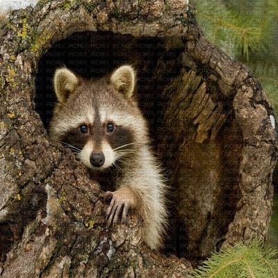raccoon bp - png ฟรี