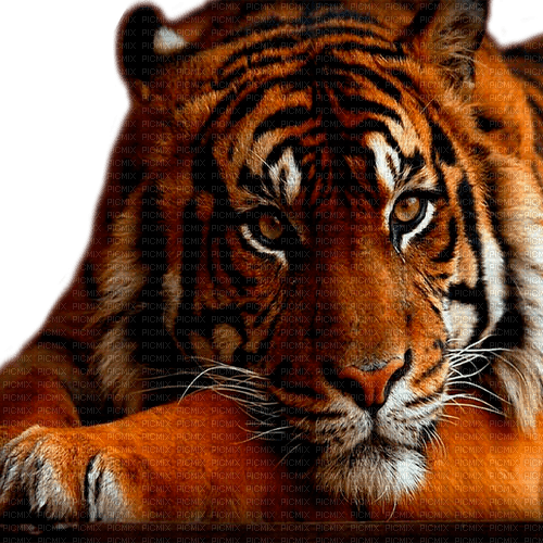 tiger  by nataliplus - ücretsiz png