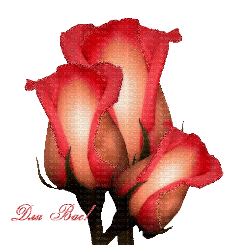 fleur, rose red, gif, Pelageya - Gratis animeret GIF
