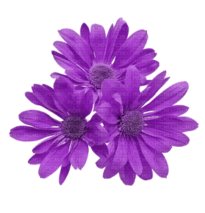 lila-flower - png ฟรี